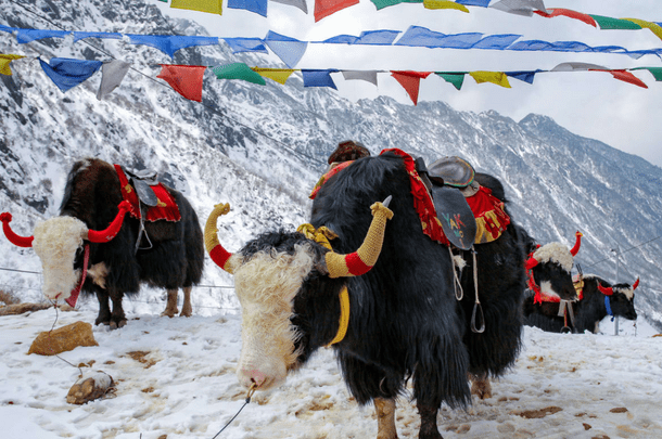 Sikkim tour package